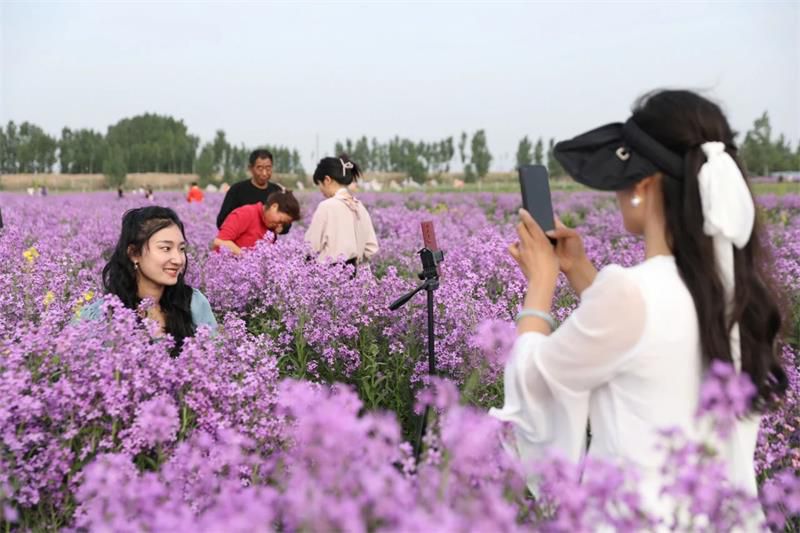 10萬余人次！太極莊首屆紫色油菜花節(jié)收官