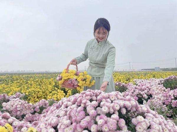 重陽(yáng)秋色暖，賞菊正當(dāng)時(shí)|太極莊邀您共赴懷藥小鎮(zhèn)秋日雅集